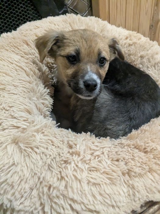 Цуценя у добрі руки