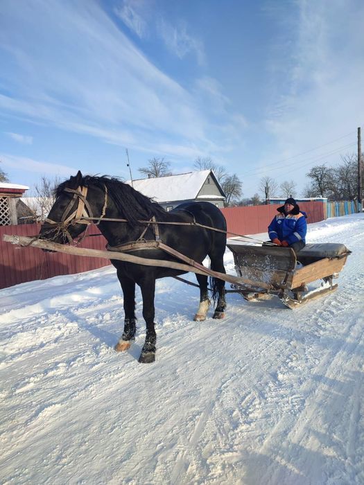 Продається кінь,жеребець 6 років