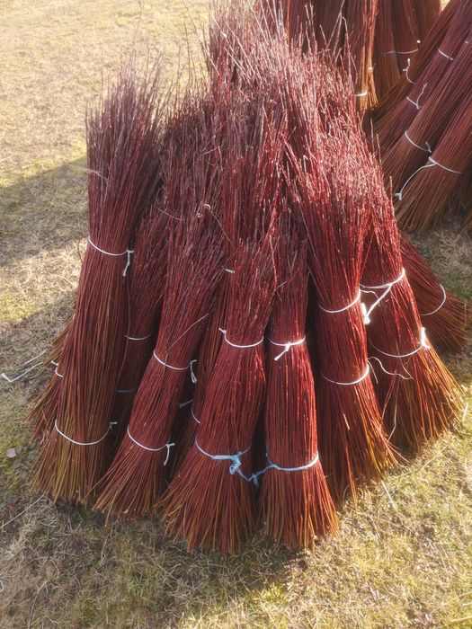 Wiklina zielona za sortowana