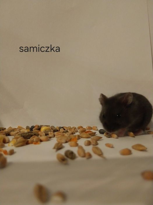 Chomik dżunglarski panda