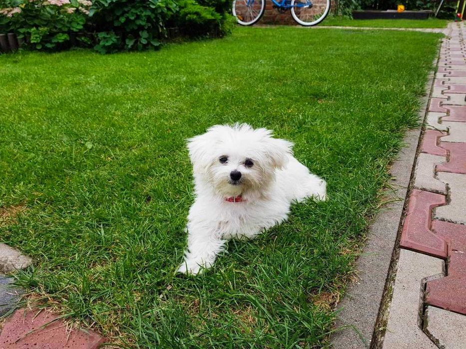 Reproduktor Maltańczyk malutki - z uprawnieniami Krycie