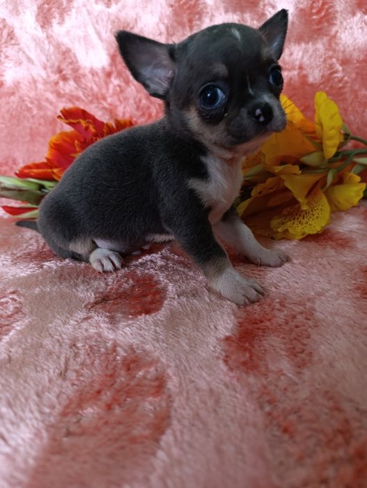 Хлопчина вишуканого блакитного окрасутний