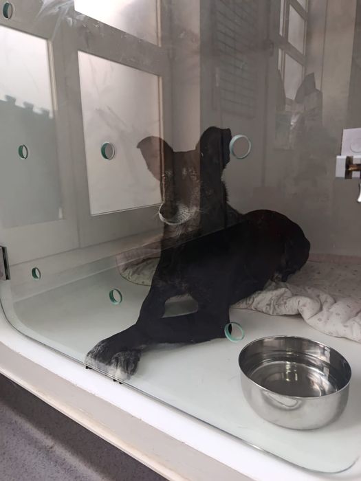 O melhor cão do mundo para adoção responsável