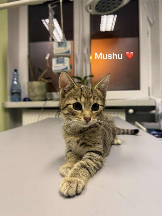 Kocięta szukają domów - małe, zdrowe, zaszczepione - wesołe - adopcja