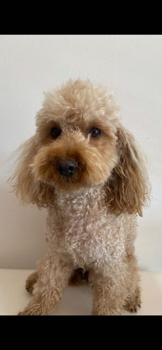 Вʼязка той пуделя, Тернопіль