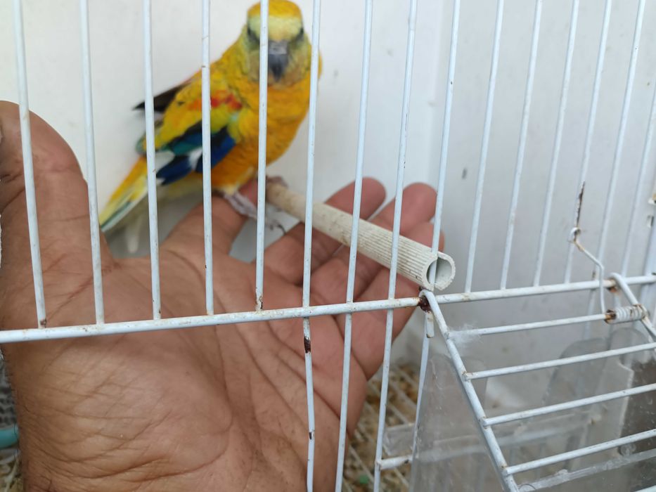 Vendo red ramp domesticado