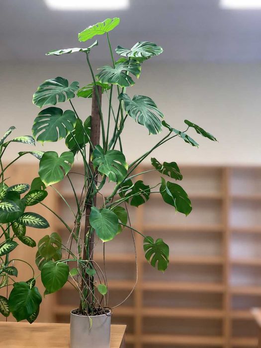 Piękna, duża, gęsta monstera