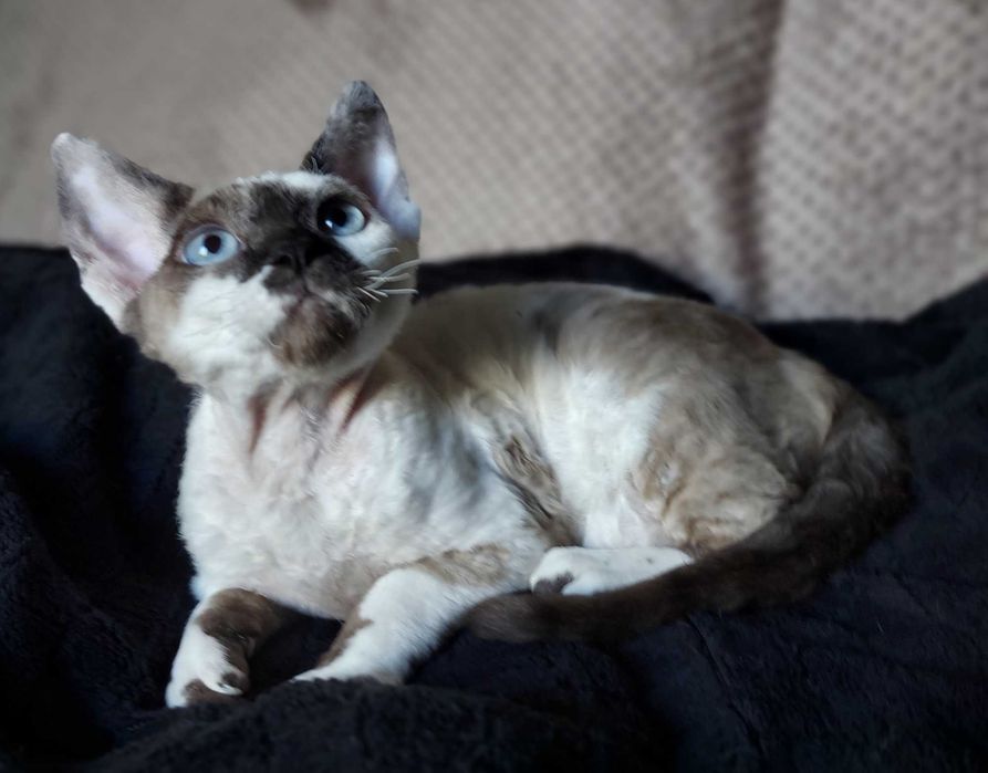 Devon Rex kocurek