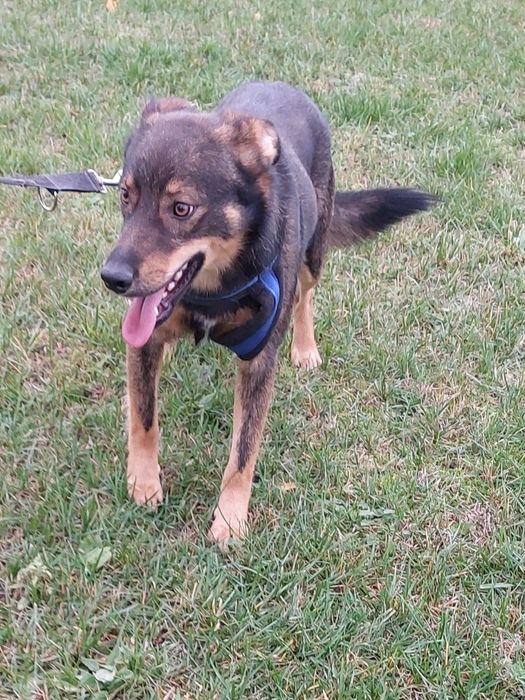 Sony pies do adopcji