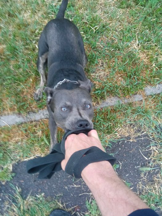 Голубой Стафф для вязки.