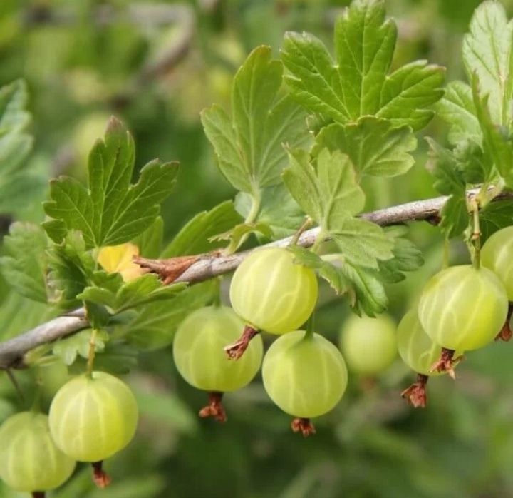 Sadzonki agrestu zielonego bardzo stara odmiana po mojej babci. Pyszne duże agresty słodko-kwaśne