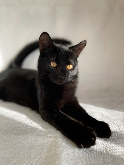 Котята котики отдам котенок мальчик