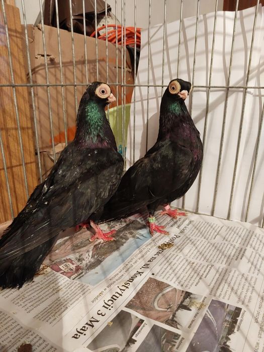 Budapesztański krótkodzioby maściuch samce