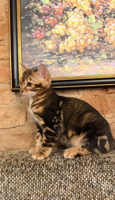 Бенгальське кошеня