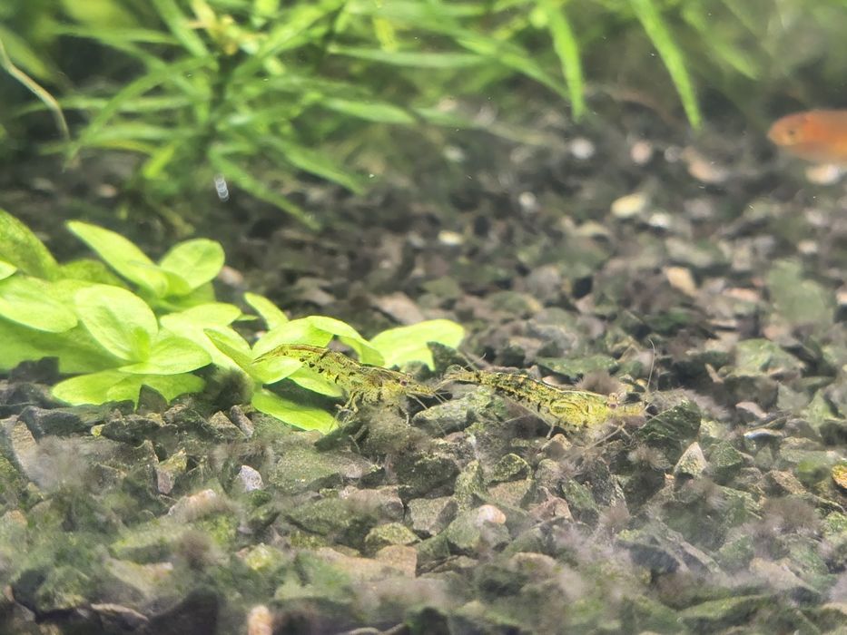 Krewetki Caridina tiger