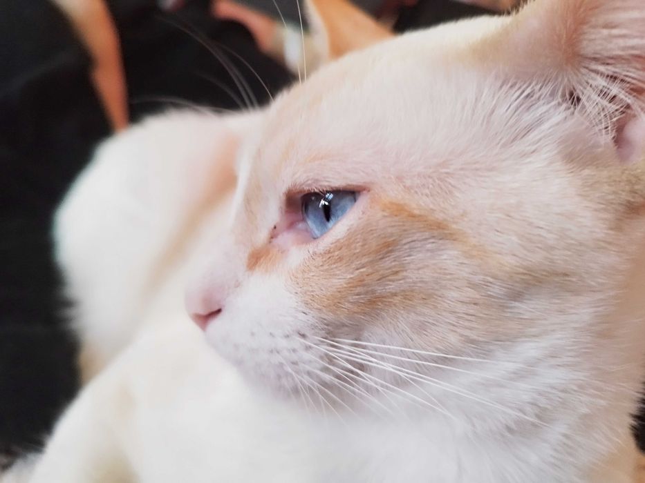 Gatinho maravilhoso para companhia