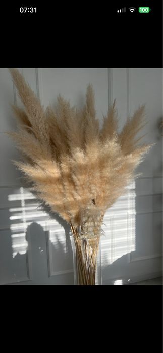 Trawa pampasowa, trawa do wazonu