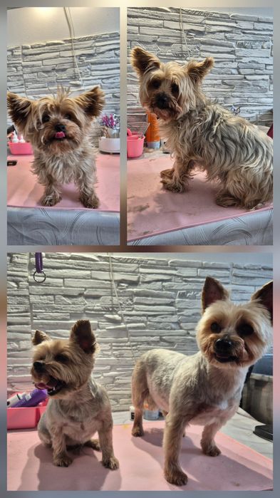 Domowe spa, psi fryzjer, groomer, strzyżenie