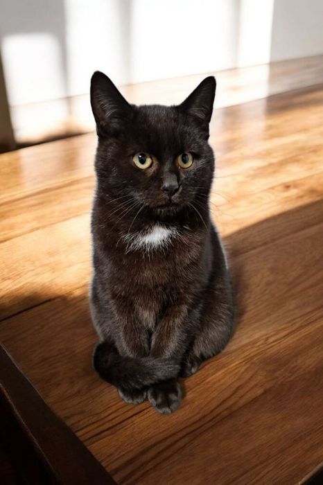 Czarny kocurek szuka domku