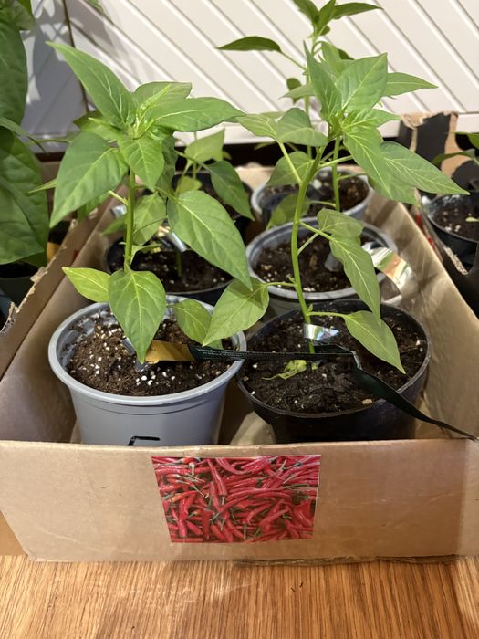 Sadzonki papryk