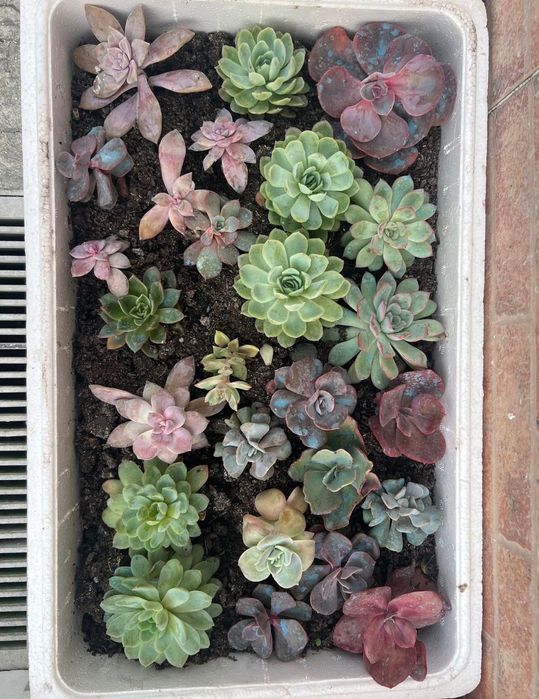 Suculentas Caixinhas “aprendiz”  Caixas com 20 suculentas de diversas variedades. (Sortidas)  20 suculentas 20€ ( sai 1€ cada)