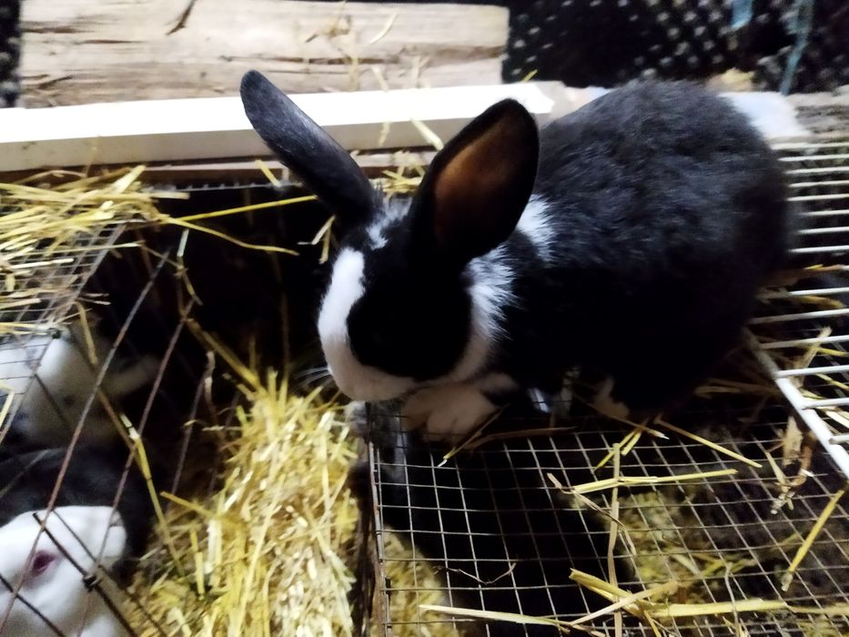 Vendo Coelhos com mais de 2 meses