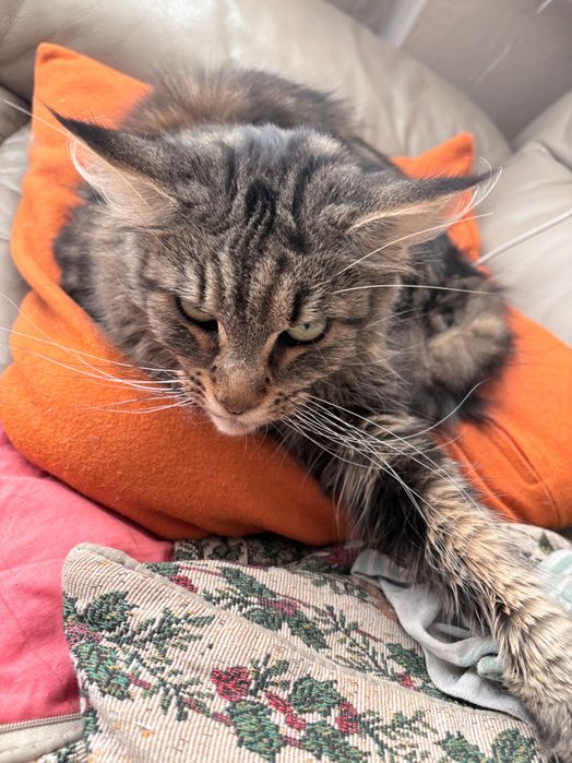 Oddam kotkę Maine Coon