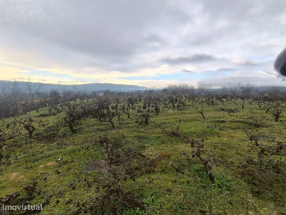 Terreno com vinha e poço - Perto da Zona Industrial de Chaves