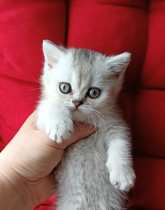 Skottish straight срібна шиншилка. Кошенята
