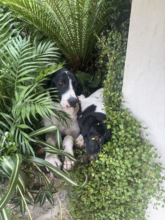 Cães de gado transmontano
