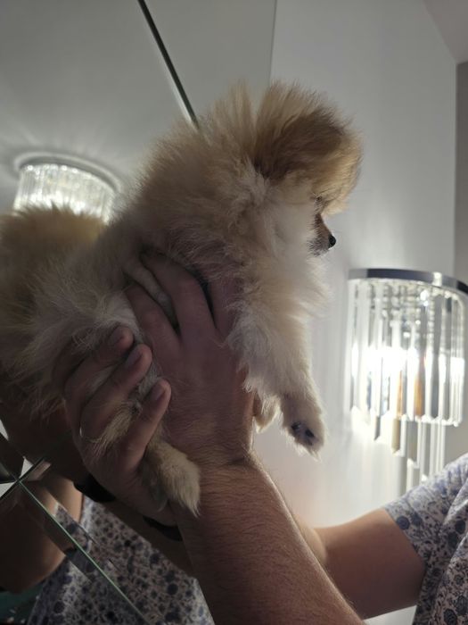 Pomeranian dziewczynka  szpic miniaturowy ZKwP FCI