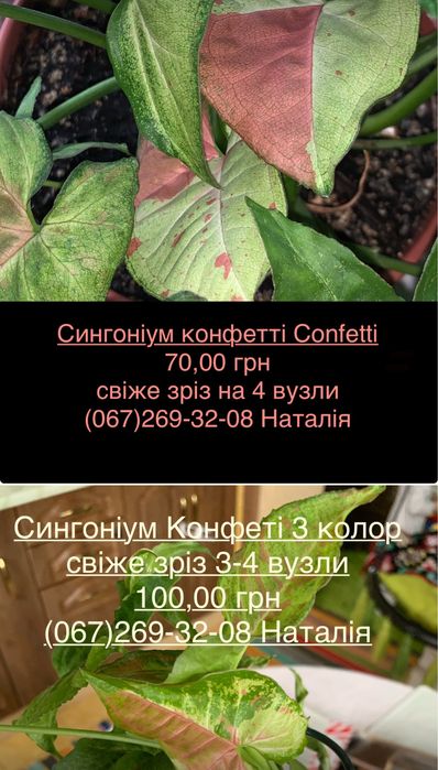 Сингоніум різні види. Мурайя