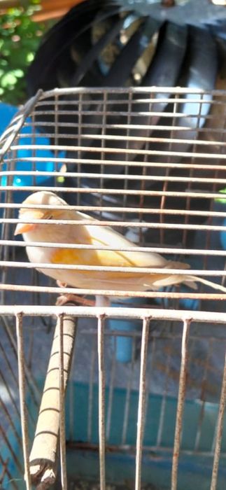 Canaria branca e amarela