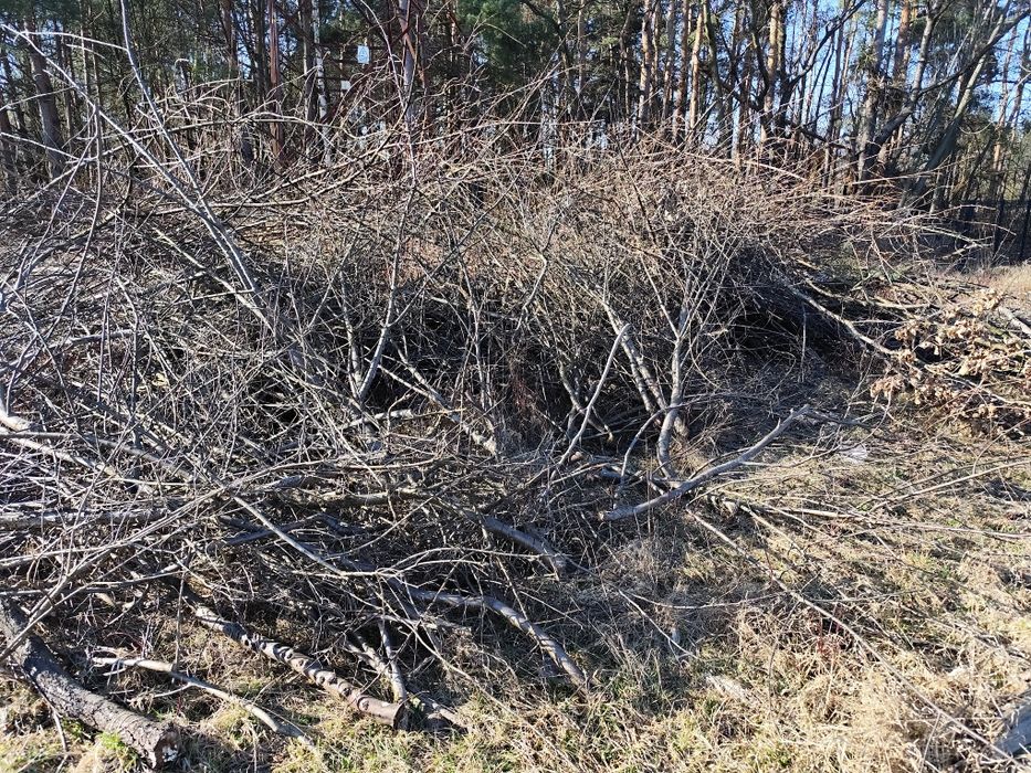 Gałęzie z wycinki chrust za darmo drewno