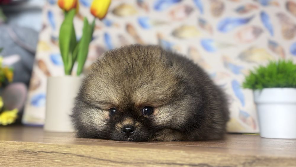 Лапуля помераночка
