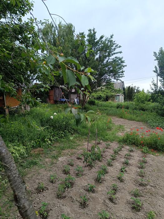 Продам дачу в с/т Ромашка вул. Михалевича