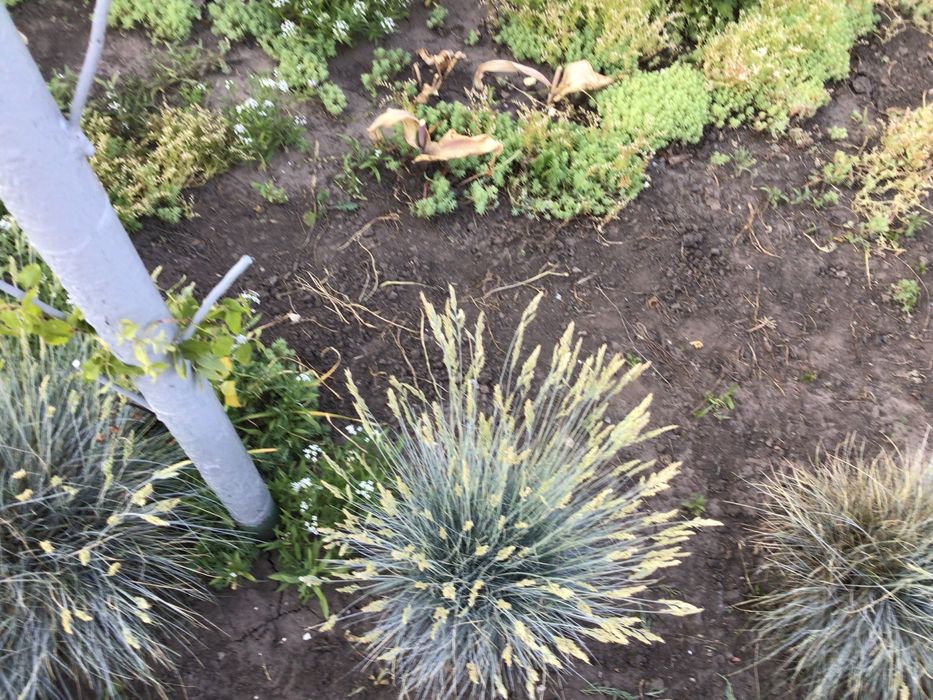 Розы,— Шакира, Свитнес , Овсяница голубая, спирея