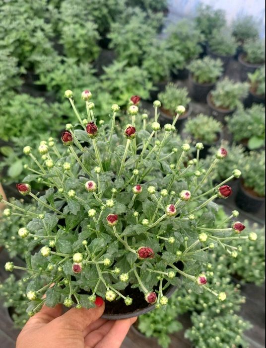 Продам хризантеми