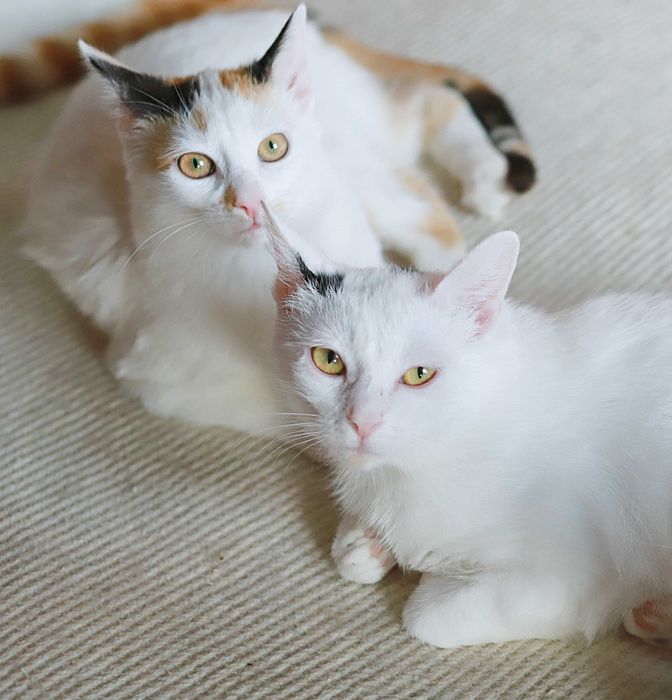 Mistyque i Mela czekają na wspólny dom.