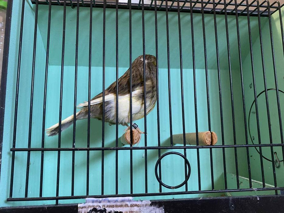 Canários gloster 2025