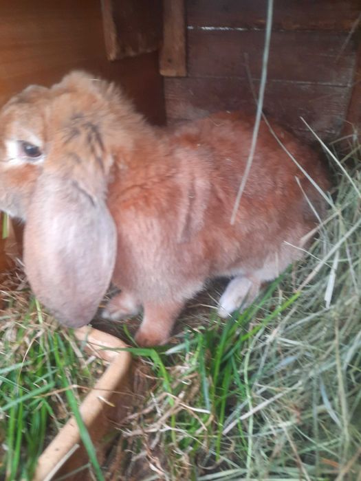 Samce barana francuskiego