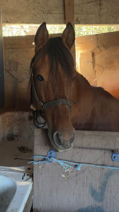 Cavalo luso árabe