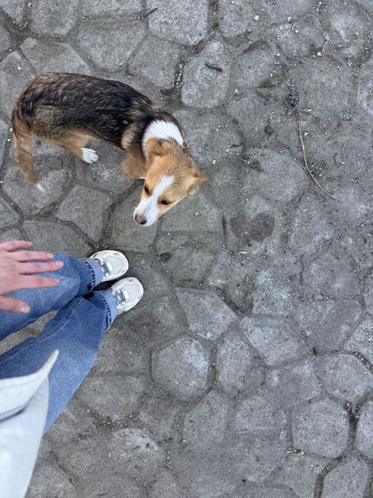 Цуценя, дівчинка активна