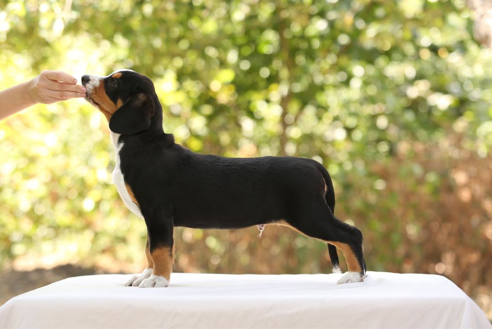 Ентлебухер Энтлебухер зенненхунд цуценята