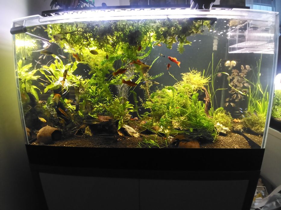 Neon innesa XL, czarny, czerwony, rodostomus, kardynałek itp