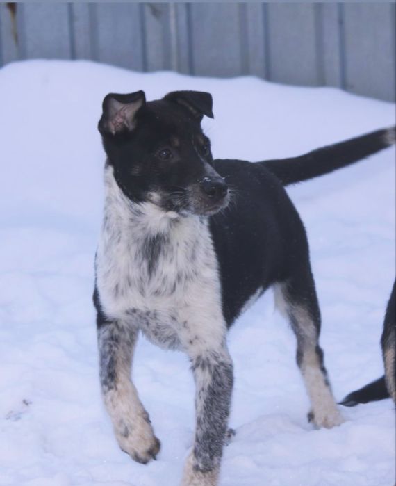 Цуценя із усіма вакцинами 3,5 міс