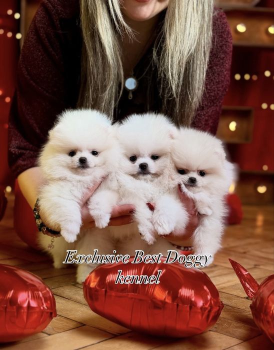 ‼️‼️SUPER VIP померанці Цуценята померанські шпіци. Міні шпіци з докум