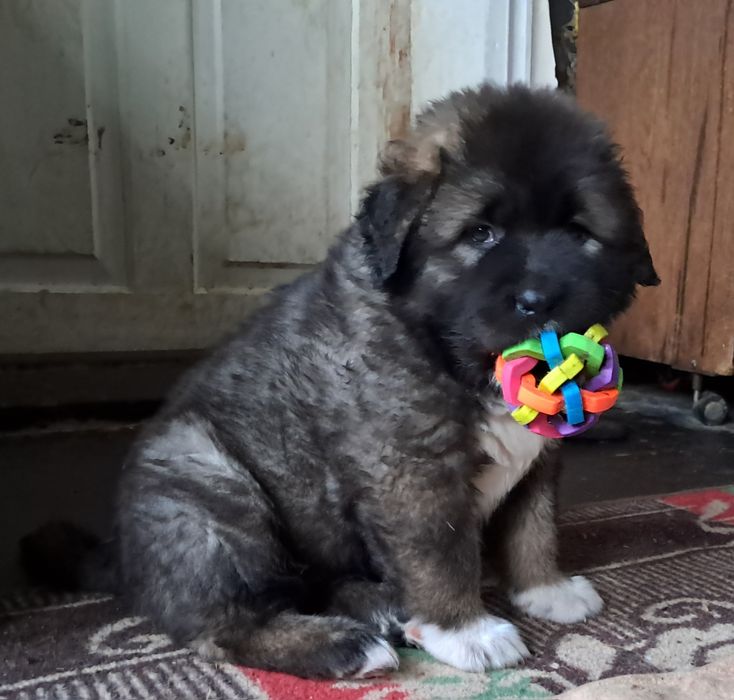 Цуценята кавказької вівчарки