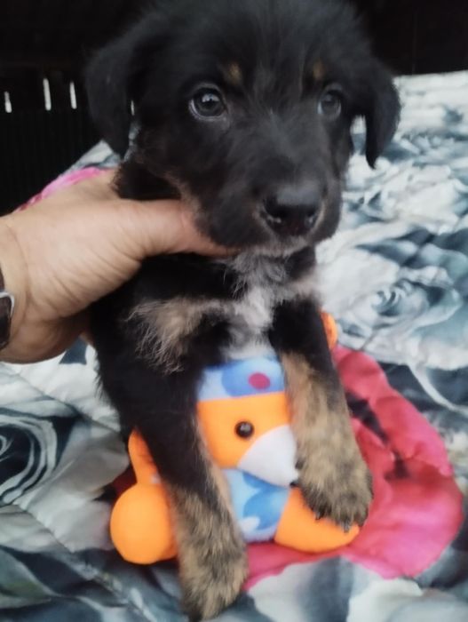 Snoopy para adoção muito responsável