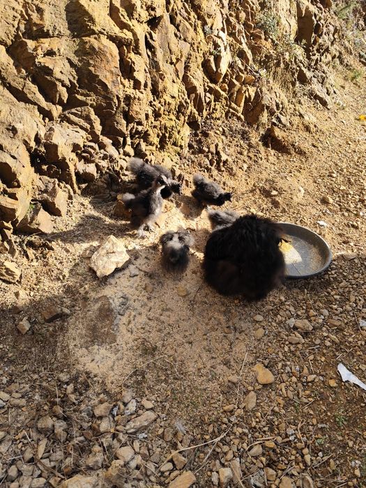 Vendo filhotes de sedosa do Japão